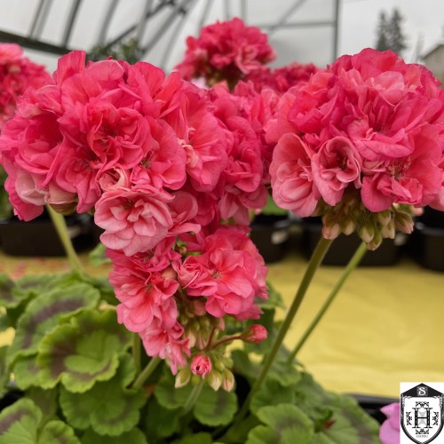 Pelargonium 'Wendy Read' - Pelargoon 'Wendy Read' P9/0,55L